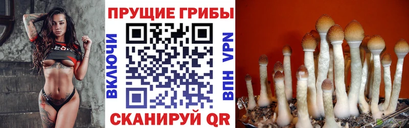 Псилоцибиновые грибы прущие грибы  Таганрог 